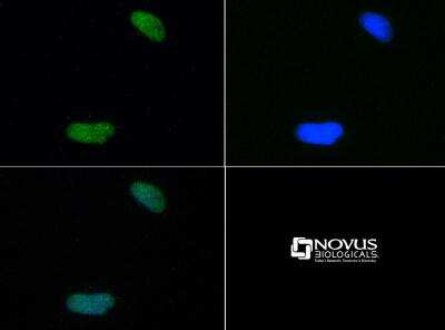 Immunocytochemistry/ Immunofluorescence: Histone H4 [Dimethyl Lys20] Antibody - BSA Free [NB21-2089]